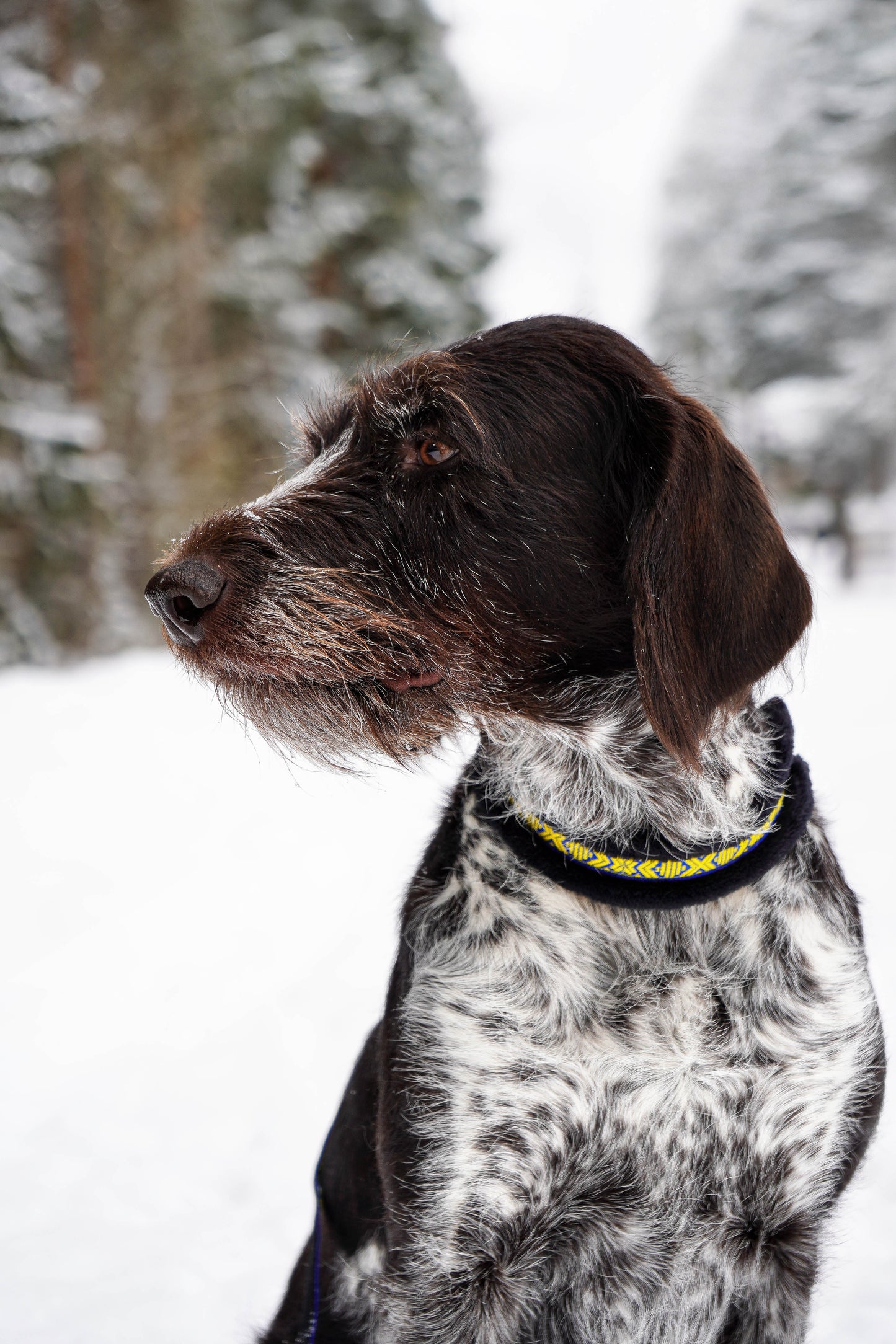 Mönstrat Halsband - Halvstryp