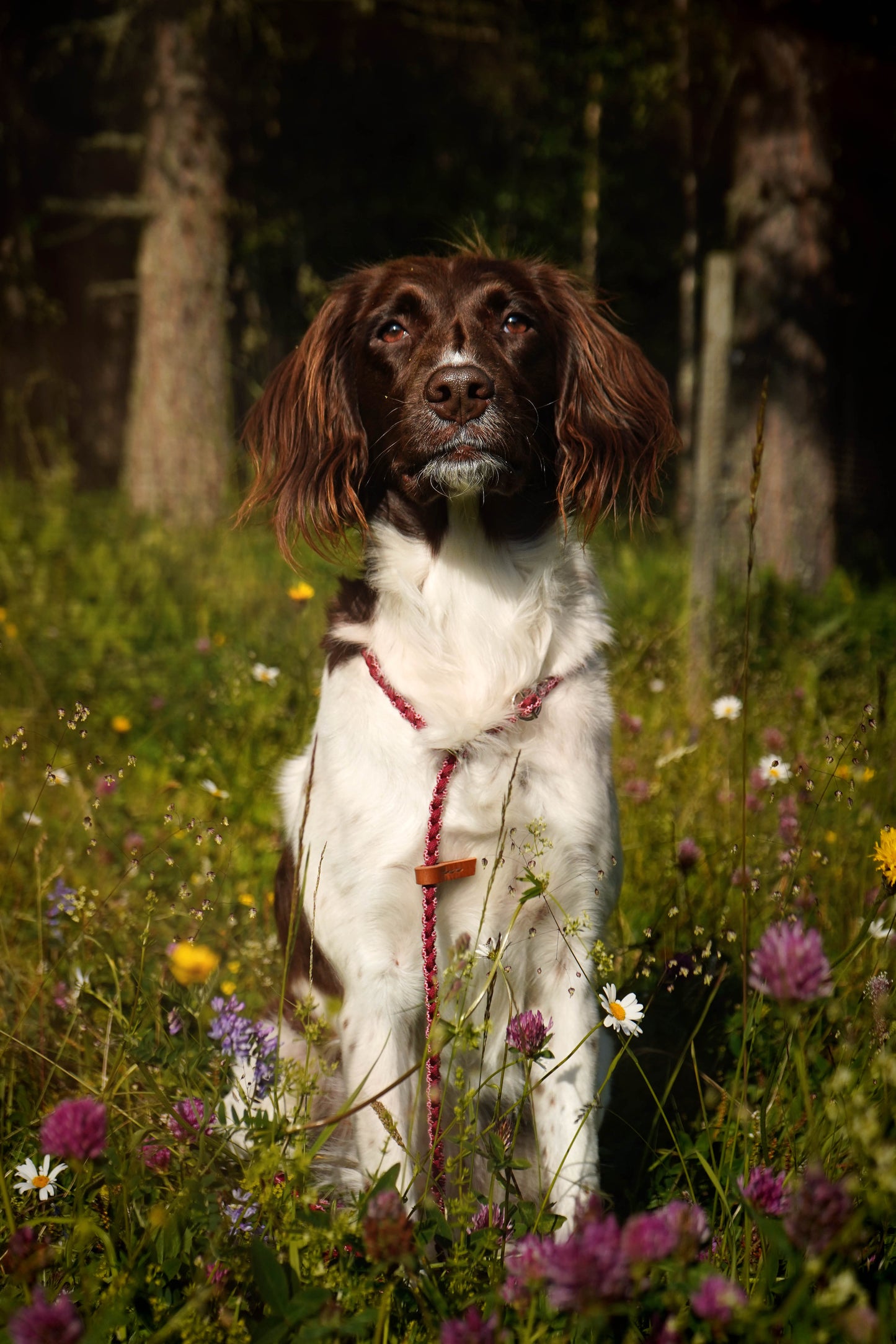 Flätat Retriverkoppel i Paracord
