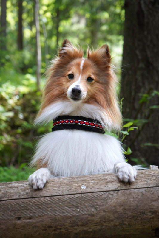 Mönstrat Hundhalsband - Halvstryp - Softshell eller Plyschfoder