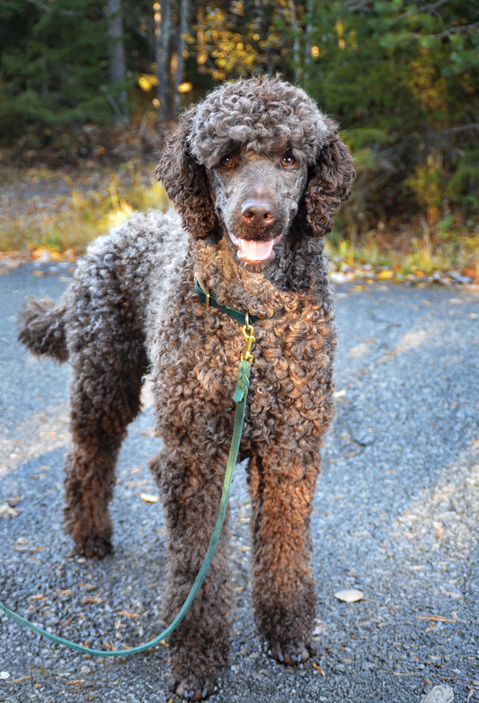 Läderkoppel - Hundkoppel i Pull-up Nubuckläder