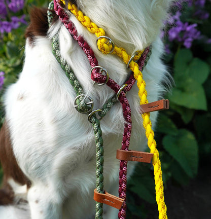 Flätat Retriverkoppel i Paracord