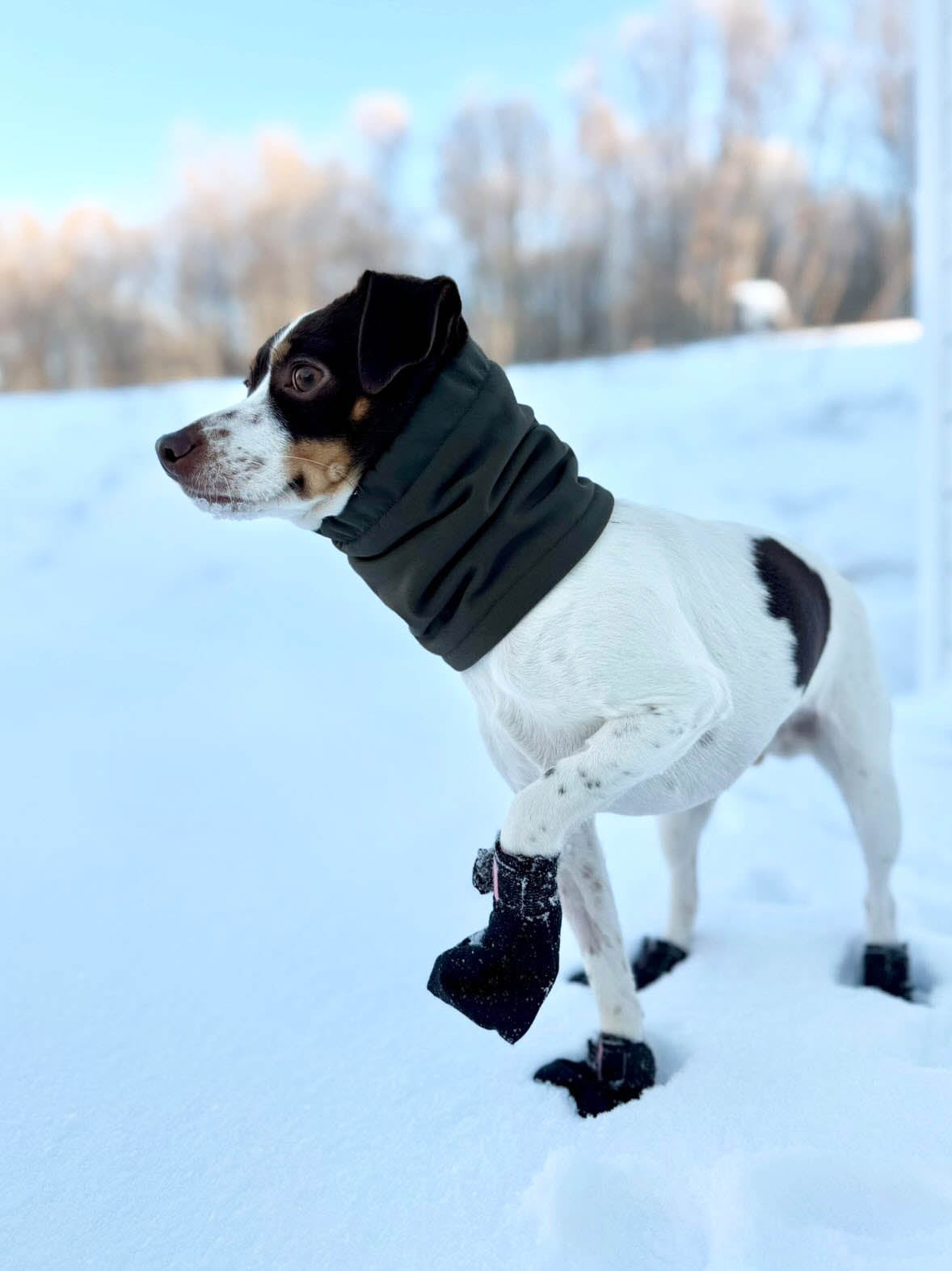 Skräddarsydd snood för hund – softshell & fleece