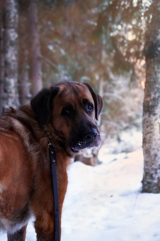 Handtillverkat Koppel i Biothane ® - Svart