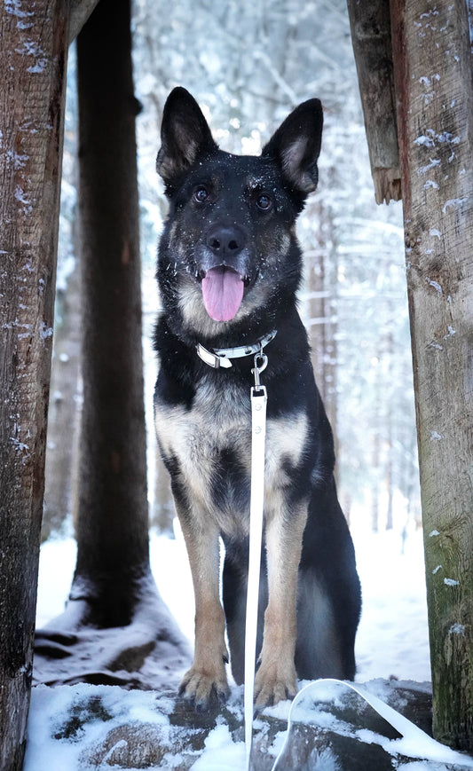 Handtillverkat Koppel i Biothane ® - Vit