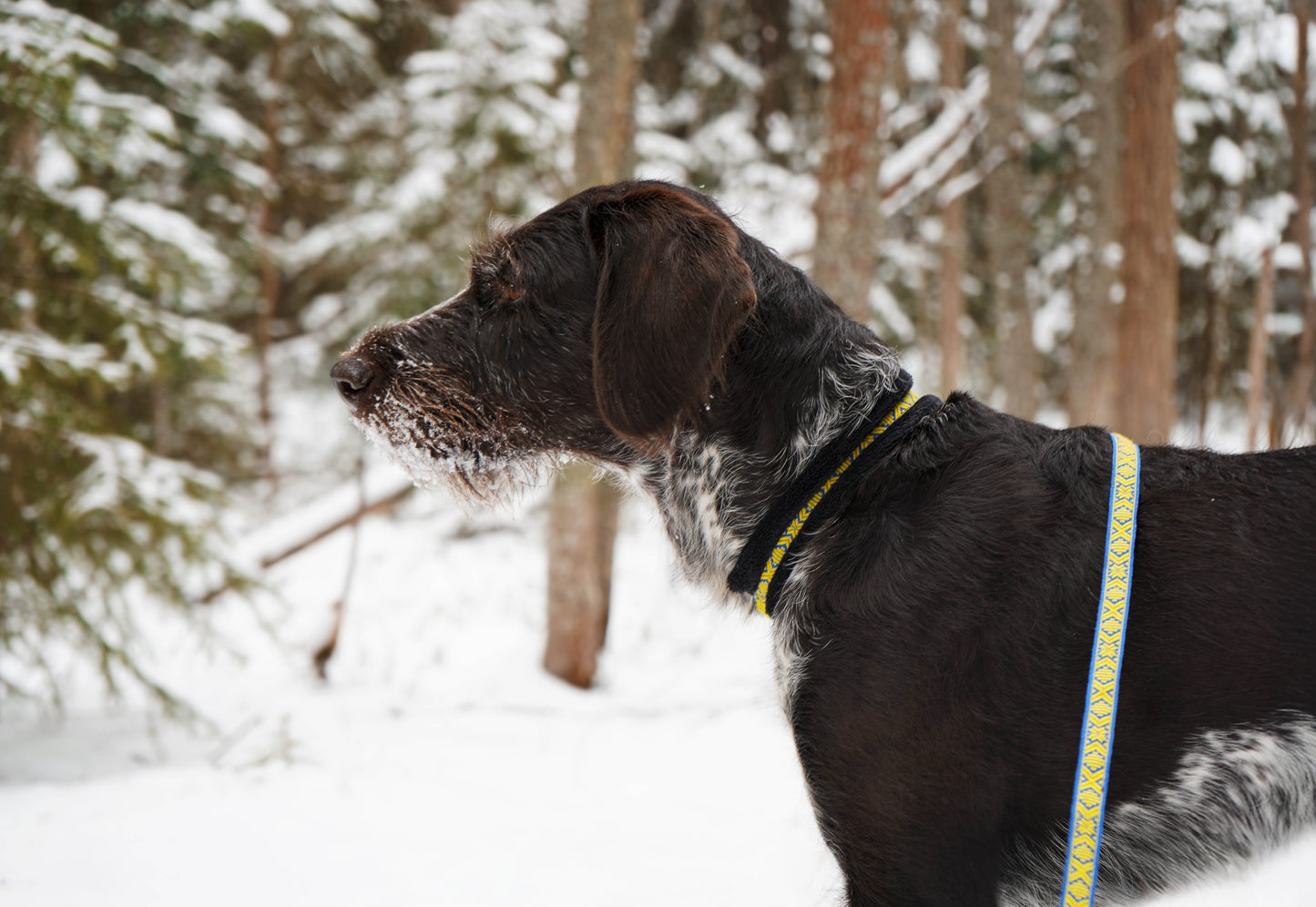 Mönstrat Halsband - Halvstryp