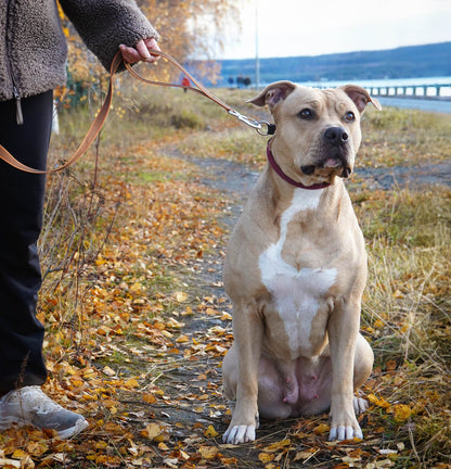 Väktarkoppel i antislip