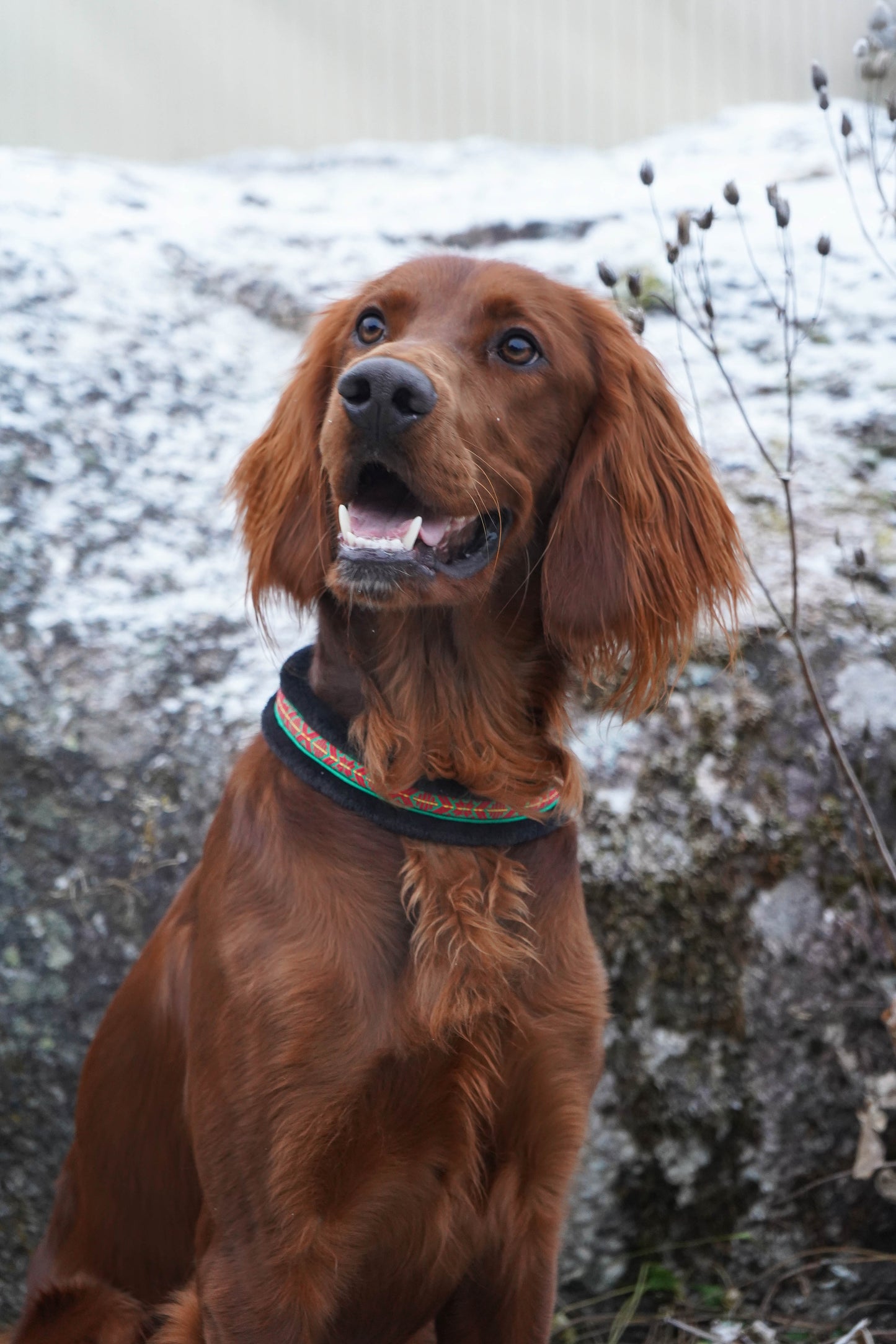 Mönstrat Halsband - Halvstryp