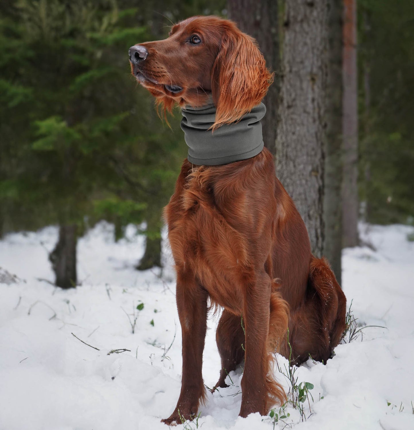 Skräddarsydd snood för hund – softshell & fleece