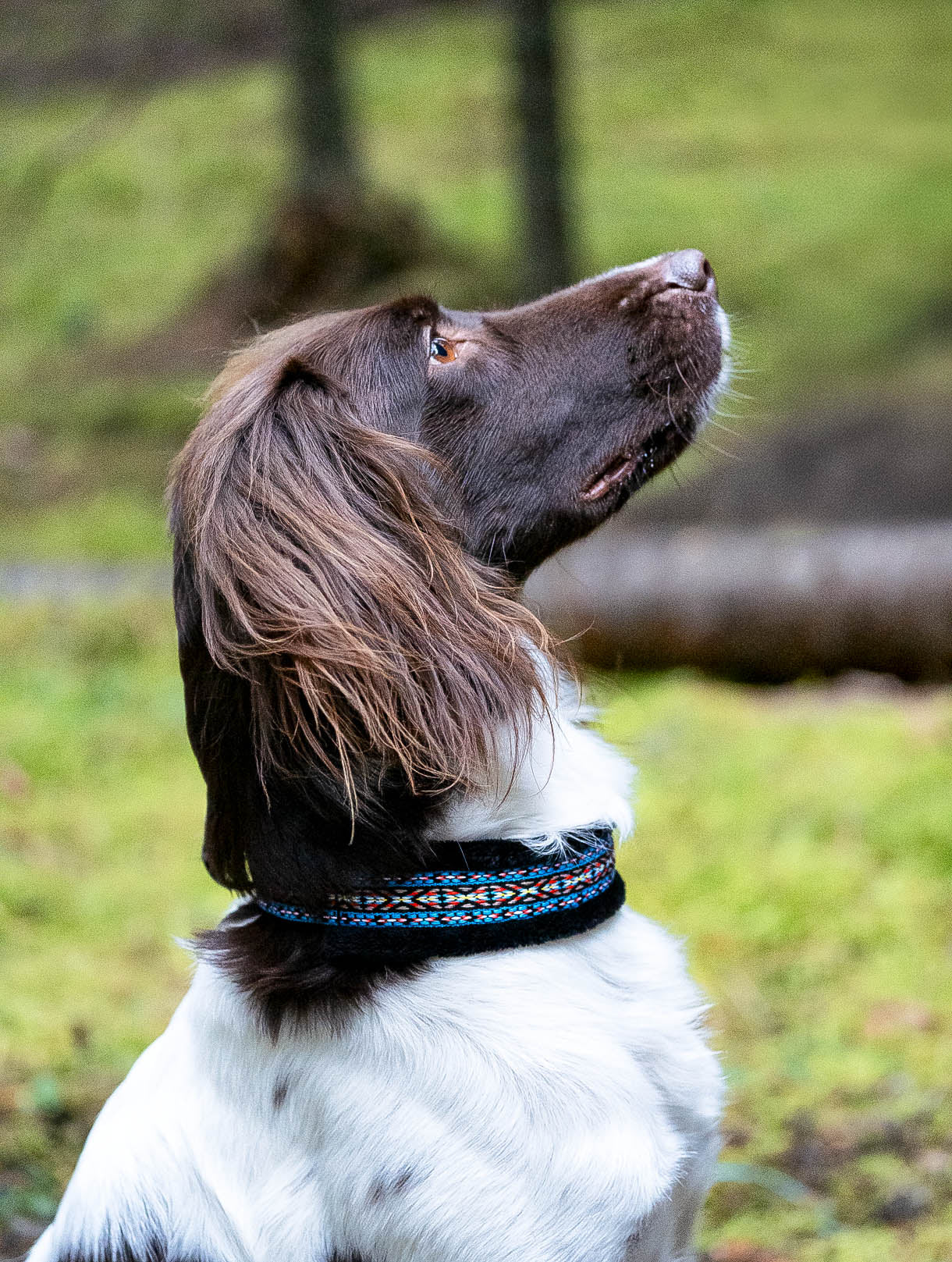 Mönstrat Halsband - Halvstryp