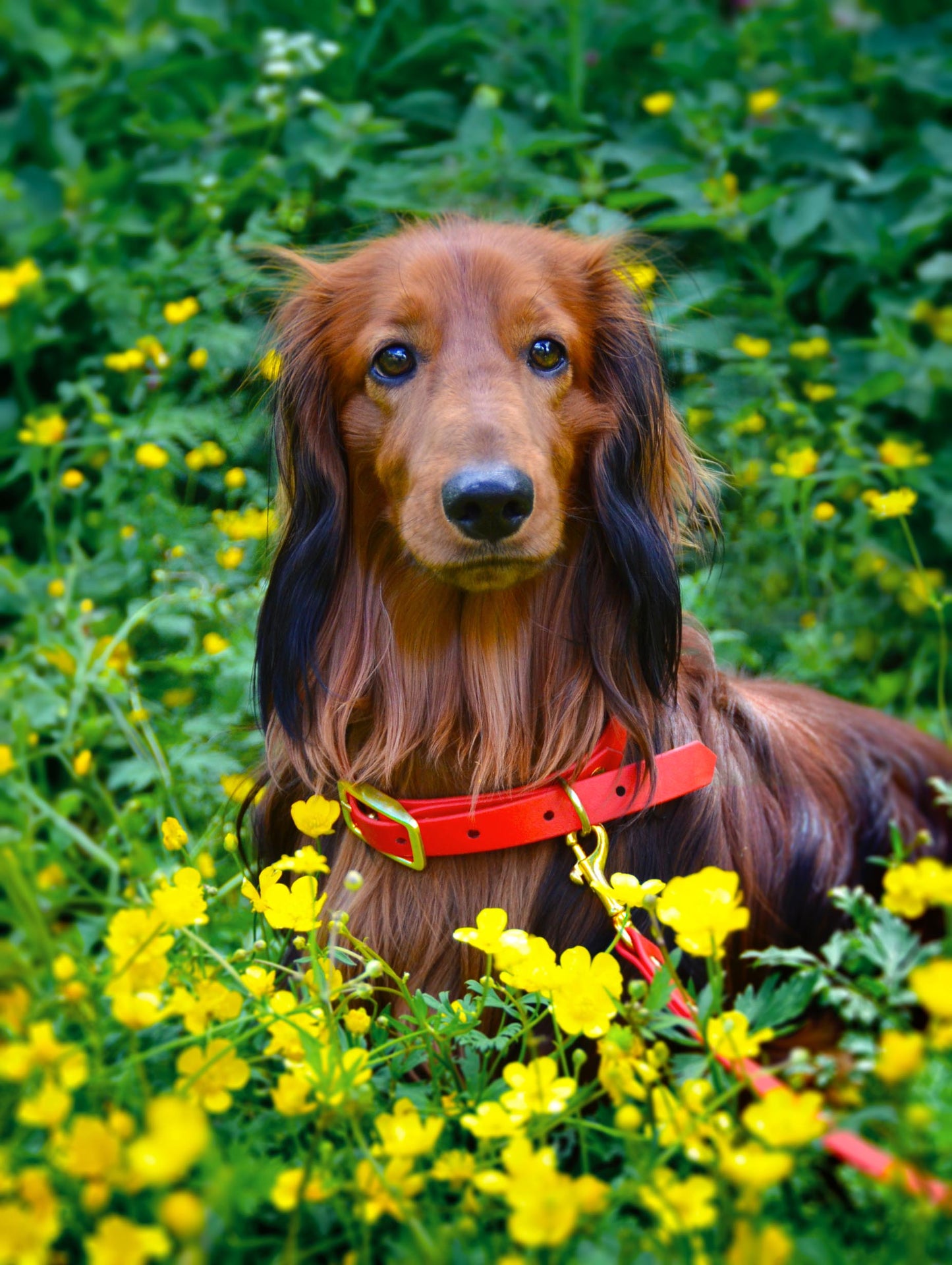 Handtillverkat Koppel i Biothane ® - Vit