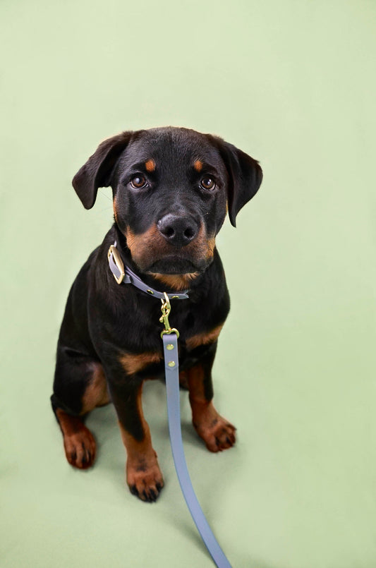 Handtillverkat Koppel i Biothane ® - Grå