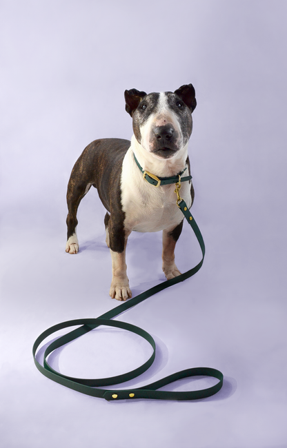 Handtillverkat Koppel i Biothane ® - Grön