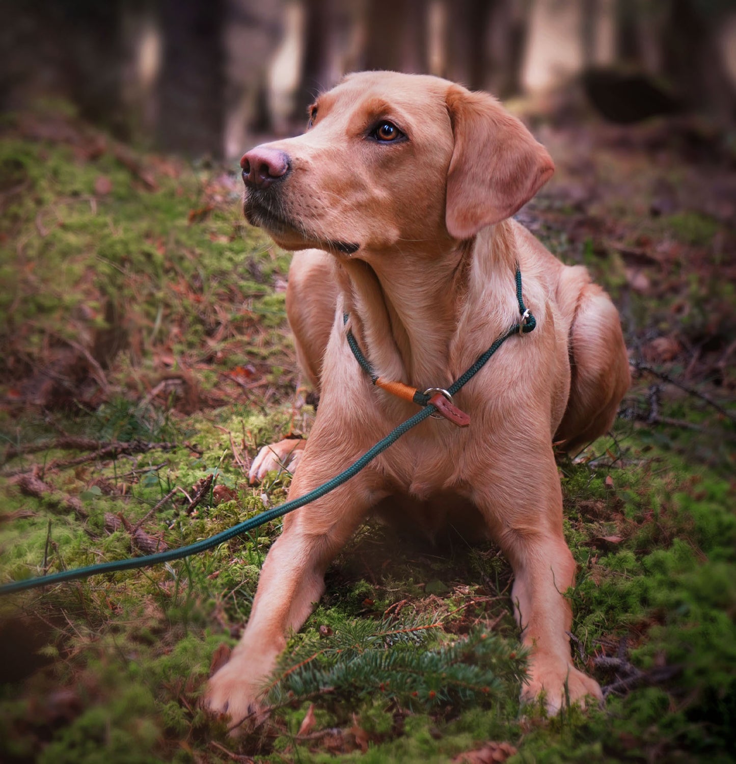Retriverkoppel med två stopp 6mm