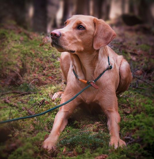 Retriverkoppel med två stopp 6mm